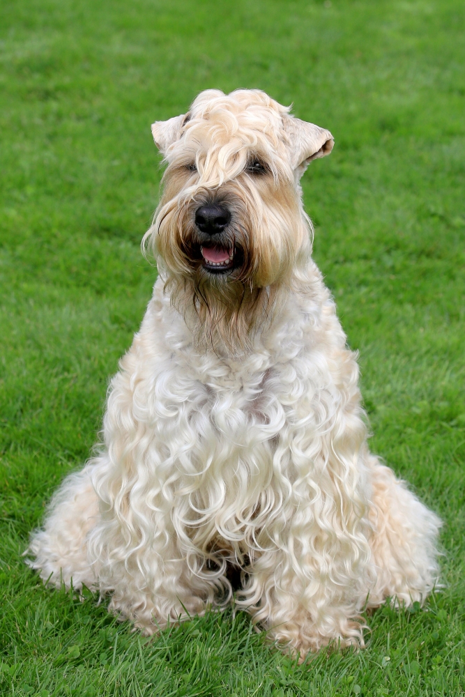 soft coated wheaten terriers and anesthesia